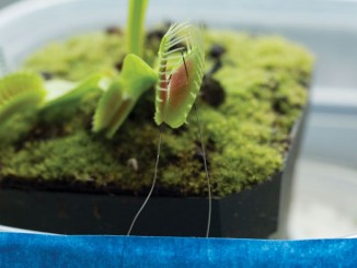 生物电极：用 Arduino 遥控“捕蝇草”